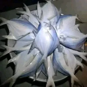 ২৫ পিস রূপচাঁদা মাছের ৬ কেজি → ২,৮০০ টাকা