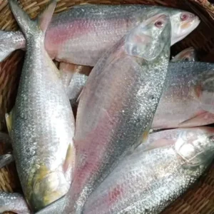 ৬ পিস মাছ ৬ কেজি → ৩,২০০ টাকা