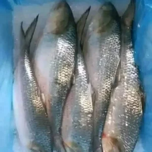 ৮ পিস মাছ ৬ কেজি → ২,২০০ টাকা